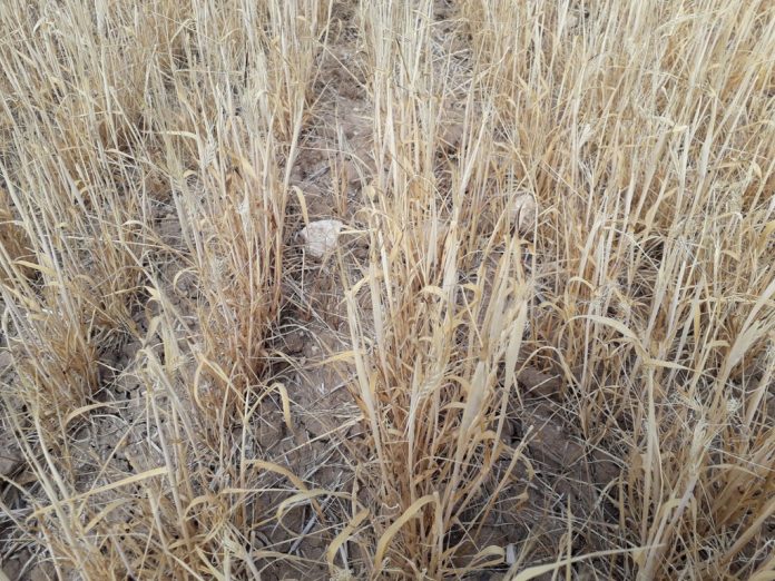 Sequia_cereales_junio2019 sequía