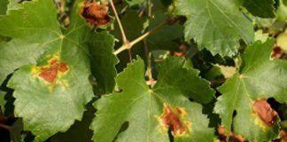 Detectan los primeros síntomas de araña amarilla en la viña