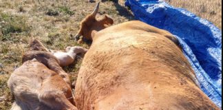 Científicos aseguran que los buitres no atacan al ganado vivo y sano