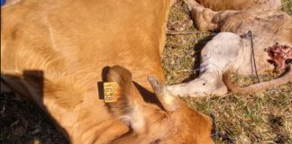 1.500-2.000 euros de ayuda para ganado atacado por aves necrófagas