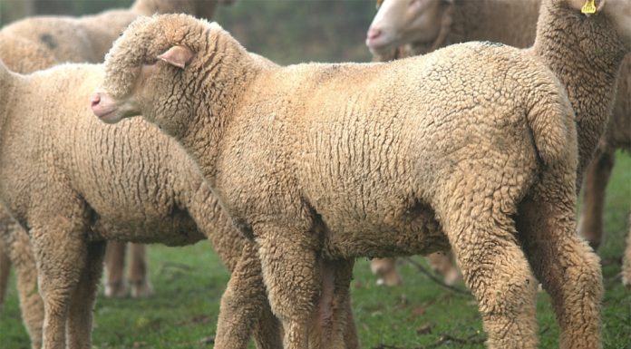 La Raza Merina aumenta en Castilla-La Mancha