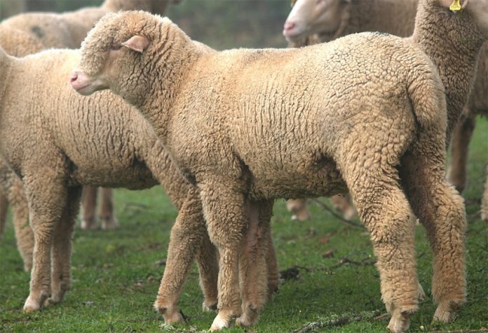 borrega_merina_precoz