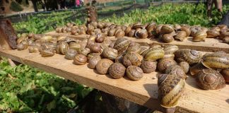 Castilla-La Mancha se interesa por la helicicultura