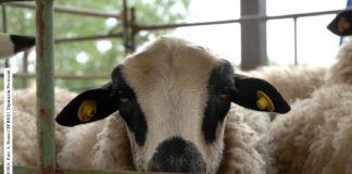 Hiendelaencina celebra el próximo sábado su XXXV Feria de Ganado