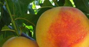 Abrirá cupo para transformar en zumo melocotones y nectarinas retiradas mercado