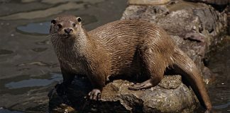 Ecologistas pide paralización «inmediata» de captura nutrias en entorno piscifactoría Uña