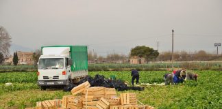 CCOO Castilla-La Mancha,vigilante para evitar explotación laboral en campañas agrícolas