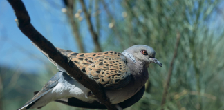 Vuelven a reclamar medidas urgentes a favor de la tórtola