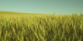 10 de junio. Jornada online. ¿Qué debe saber comprador/vendedor trigo? Asociación Española Técnicos Cerealistas trigo