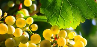 Albarín Blanco, nueva variedad de uva autorizada en Castilla-La Mancha