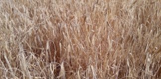 Estiman que la cosecha de cereal de Castilla-La Mancha está prácticamente perdida sequía