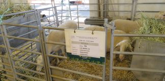 Fercam premia los mejores ejemplares de ganado ovino selecto raza manchega