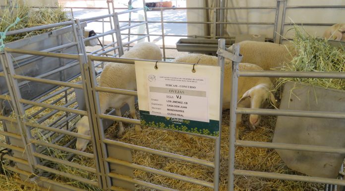 Fercam premia los mejores ejemplares de ganado ovino selecto raza manchega