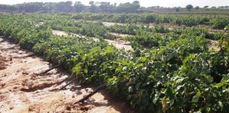 Agroseguro ha abonado más del 90% de la siniestralidad de uva de vino