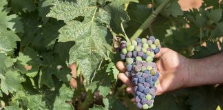 El envero en La Mancha. Javier Morales, web DO La Mancha