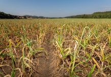 Mercadona mira a Castilla-La Mancha para sus ajos y cebollas ajos