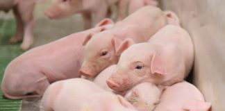 ICPOR obtiene el certificado ‘Bienestar animal y bioseguridad’ con calificación excelente