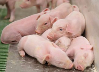 ICPOR obtiene el certificado ‘Bienestar animal y bioseguridad’ con calificación excelente