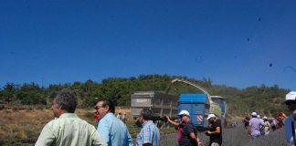 Plantas aromáticas pueden ser un complemento y una opción de futuro