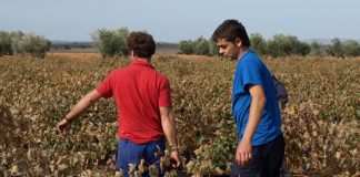 ¿Qué ayudas para los jóvenes agricultores contempla la Política Agrícola Común actual? jóvenes agricultores