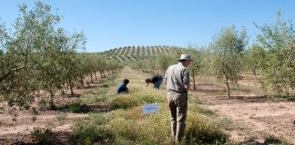 Los agricultores pueden salvar a polinizadores, y beneficiarse además de ello