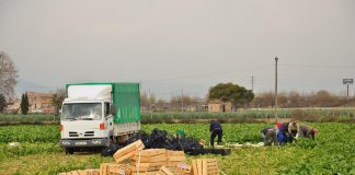 El 70% del incremento de la afiliación a la Seguridad Social es por las contrataciones estacionales en campañas agrícolas
