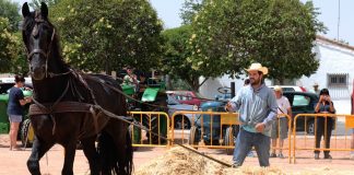 La Peña Equina Rocinante de Daimiel recrea la trilla tradicional