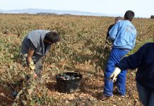 Castilla-La Mancha abona ocho millones para la incorporación de jóvenes al campo jóvenes agricultores