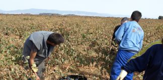 Exige a Consejería de Agricultura que abone con urgencia pagos pendientes a jóvenes agricultores y ganaderos incorporados en 2016 y 2018 jóvenes agricultores
