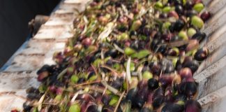 Marzo, mayo y julio. Cursos online Maestro de Almazara