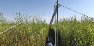 Arranca la segunda campaña de anillamiento de aves en paso posnupcial