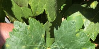 Detectan focos de ataque de araña amarilla en viñedos de La Mancha araña amarilla