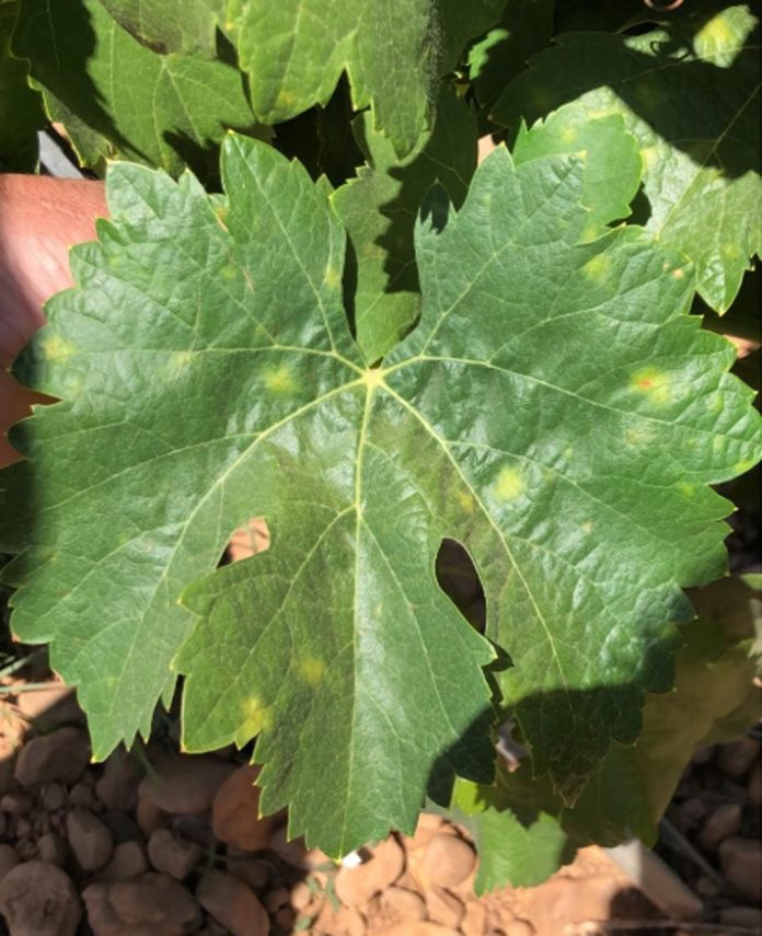 araña amarilla