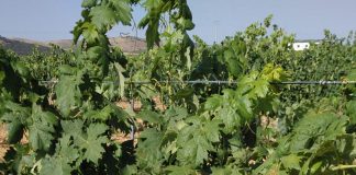 La araña roja o amarilla ataca al viñedo de la provincia de Ciudad Real