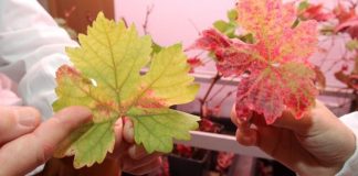 Araña roja y sequía podrían mermar cosecha uva en La Solana