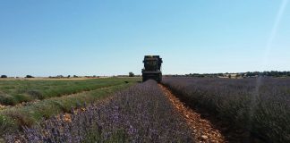 Beneficios para la financiación de compra de plantas aromáticas