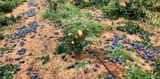 UPA denuncia venta de fruta sin cumplir la Ley