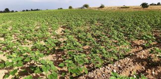 Ya pueden recogerse los cultivos no cosechados en espacios de biodiversidad girasol