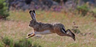 Instalarán una granja cinegética de liebre ibérica en Albarreal del Tajo
