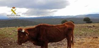 50 vacas víctimas de maltrato animal en Navalpino. PROANIMAL CLM