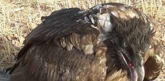 Rescatan en Albacete a un valioso animal protegido