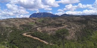 Brinda apoyo a Castilla-La Mancha para reforestar zonas afectadas incendio Cuenca