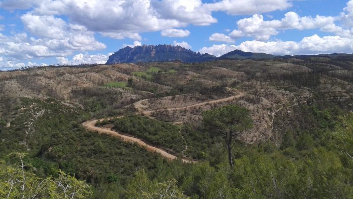 161207restauracionforestal1_tcm30-277746