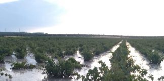 Agroseguro cierra 2021 con 772 millones de euros en indemnizaciones, la segunda cifra más alta de su historia