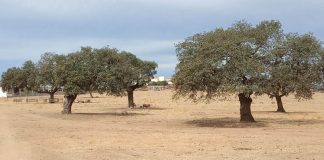 Urgen al Gobierno a aprobar un Decreto ley de sequía para paliar la “dramática situación” de los agricultores sequía