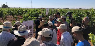 Desarrolla un proyecto I+D+I para las enfermedades de la madera de la vid