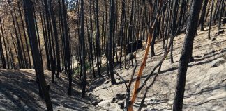 Ratifica emergencia de obras de restauración hidrológico-forestal en Almorox (Toledo)