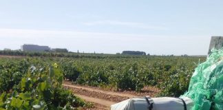 Piden más vigilancia ante una oleada de robos en el campo de Ciudad Real