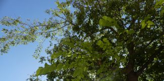 Línea de financiación para proyectos que luchen contra el cambio climático