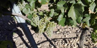 Tiempo de vendimia: previsiones para España, Italia y Francia